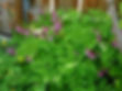 Native Bleeding Heart Plant