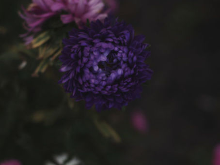 從來美麗也不擁有