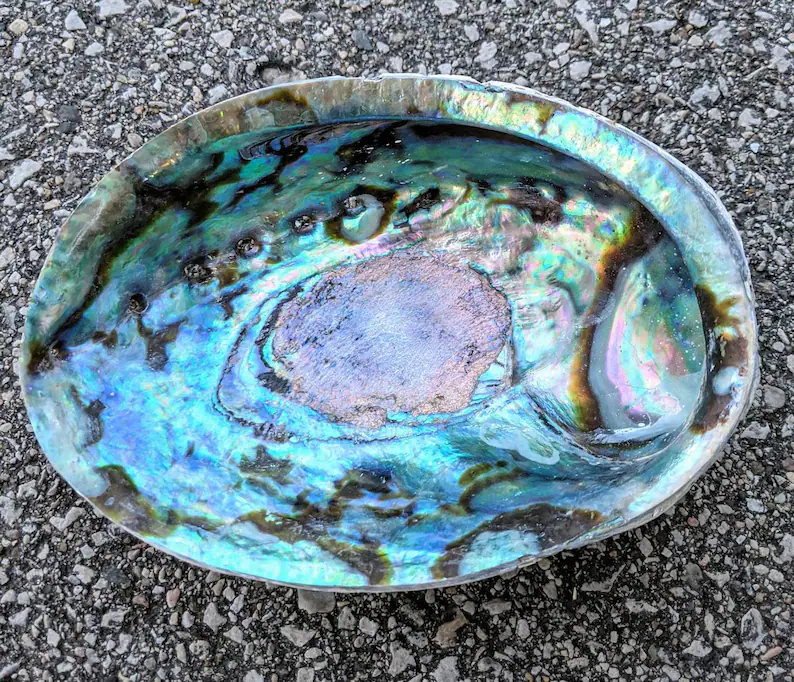 Abalone Shell - 6 inch