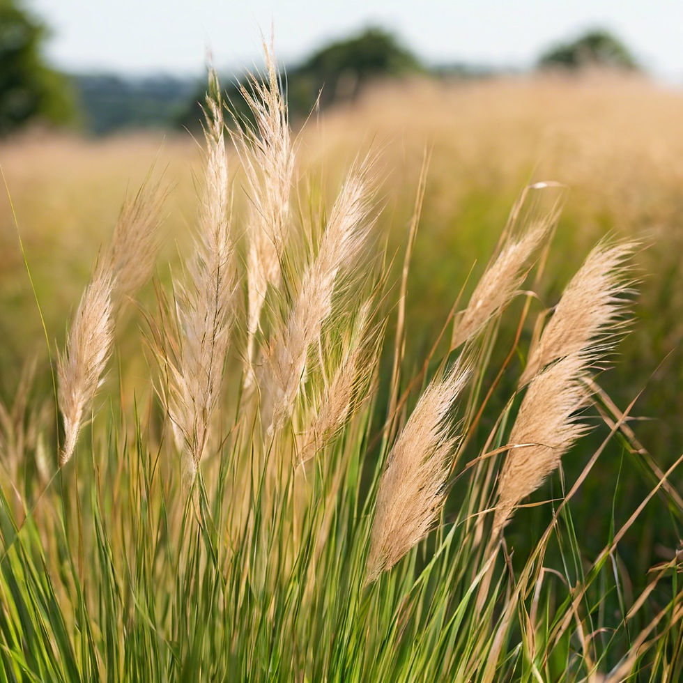 Grass that has gone to seed