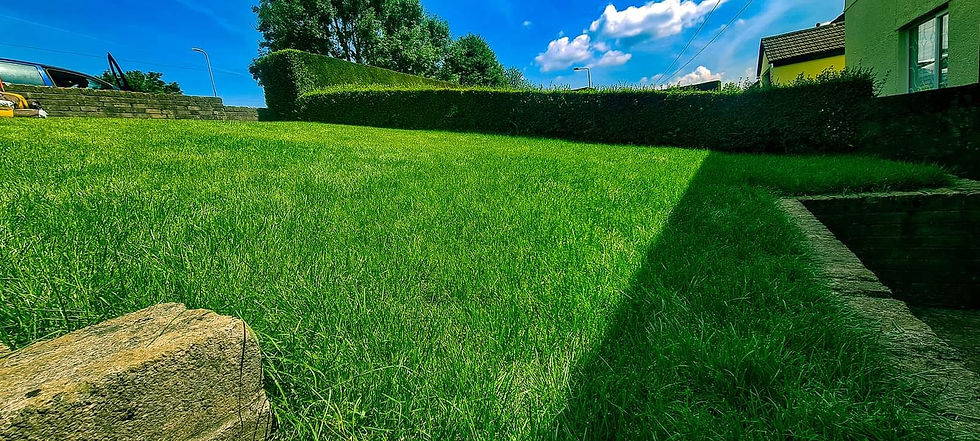 Lush green lawn with fertilizer