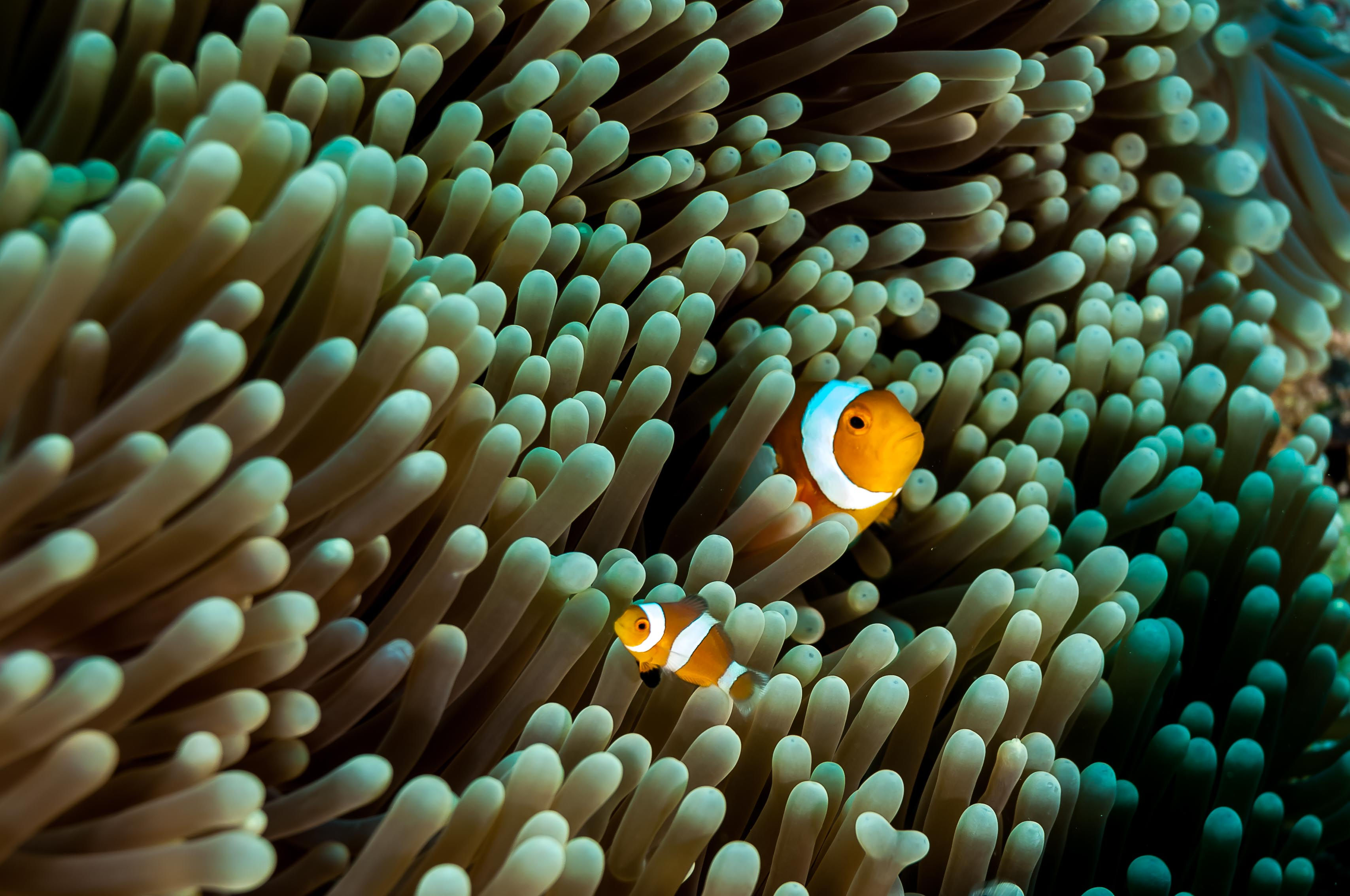 Nemo em sua anêmona