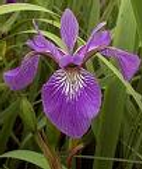 blue iris.png
