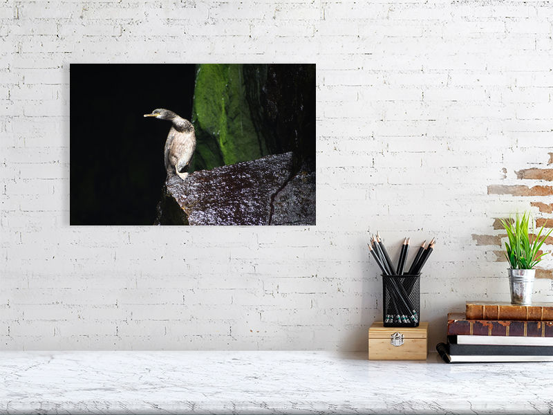 Thumbnail: Shag On The Rocks