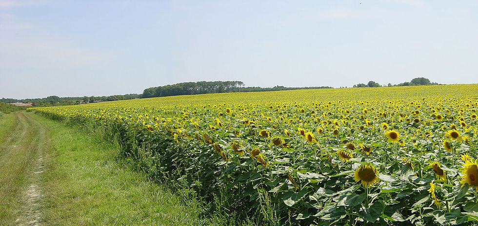 Thumbnail: Sunflowers