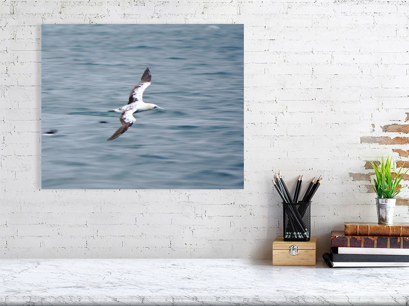 Thumbnail: Bird In Flight