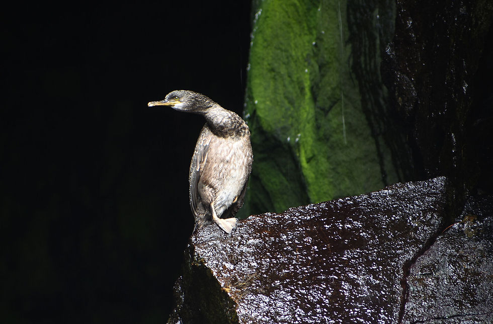 Thumbnail: Shag On The Rocks
