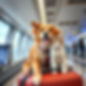 DOG AND CAT TRAVELING ALONE, ASIRPORT, WITH LUGGAGE .jpg