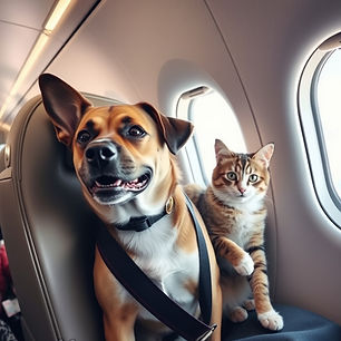DOG AND CAT FLYING WITH OWNER.jpg