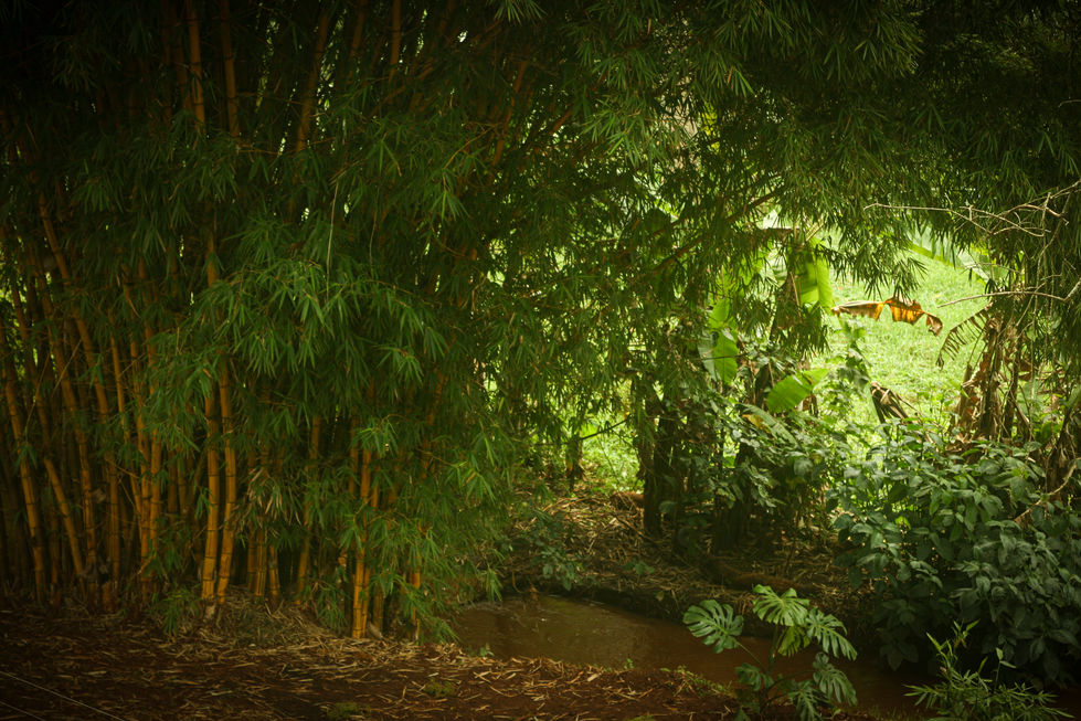 bamboo