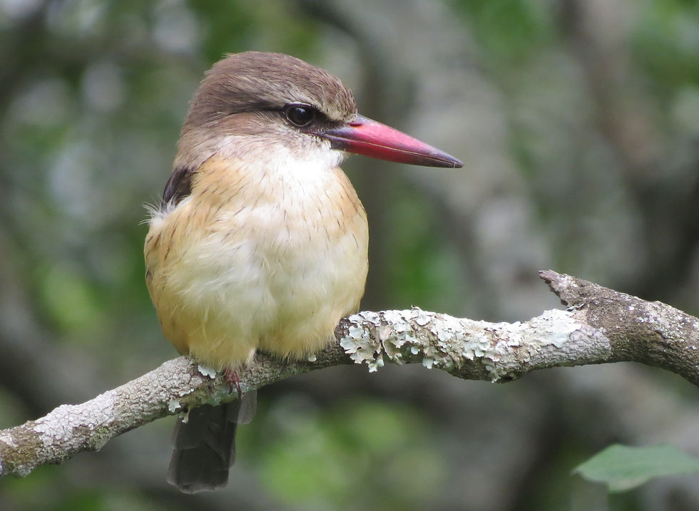 Brown-hooded Kingfisher perched on a branch in the Serengeti