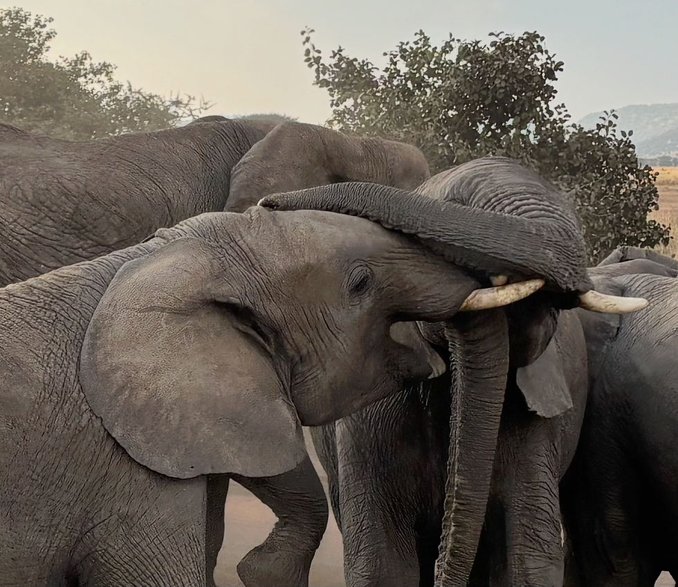 Two young elephants playfully sparring in the Serengeti Conservation Area, Tanzania
