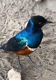 Superb. Starling