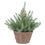 Thumbnail: Holiday Time Brown Wicker Basket Evergreen Tree Table Top Christmas Decoration,