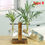Thumbnail: ODOMY Vintage Hydroponic Plant Vases Transparent Flower Pot Wooden Frame Glass 