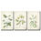 Thumbnail: wall26 3 Panel Canvas Wall Art - Vintage Style White Flowers - Giclee Print Gal