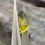 Thumbnail: 1.48Ct Natural Unheated Rare Vivid Rare Greenish-Yellow Malagasy Sapphire