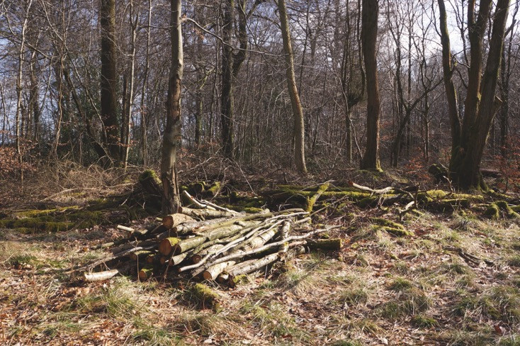 Oak and Larch Woodlands