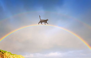 Pont de l'arc-en-ciel animal