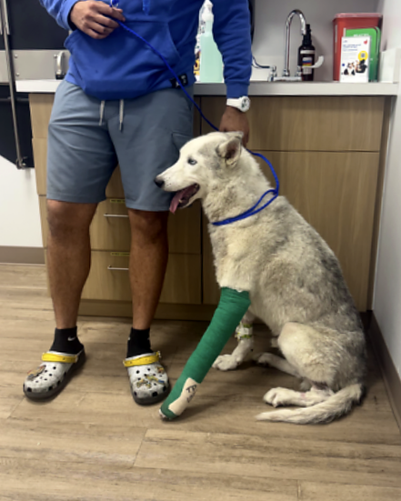 The Light System Covered Emergency Surgery Costs After an Employee’s Dog Was Hit by a Car