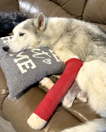 The Light System Covered Emergency Surgery Costs After an Employee’s Dog Was Hit by a Car