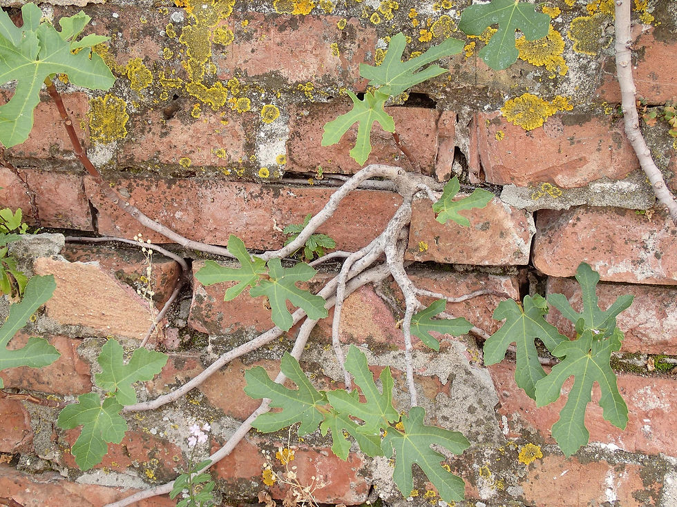 65