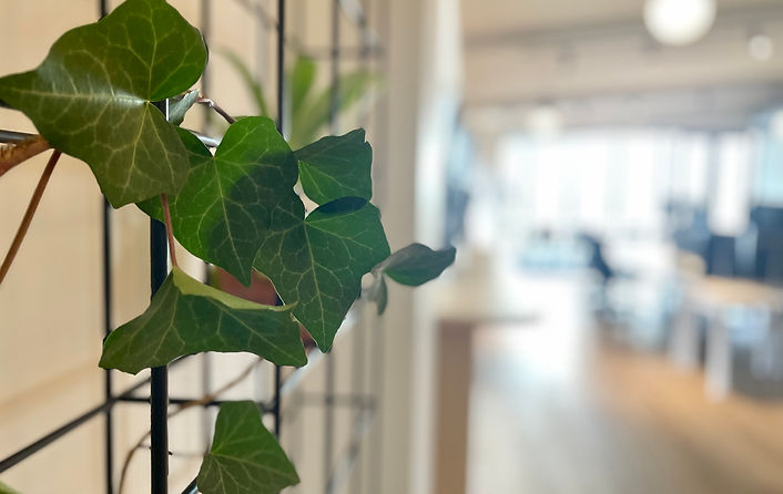 New Growth.jpeg