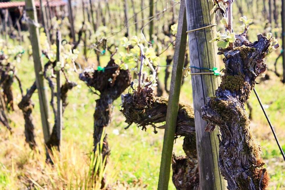 Rebarbeit im Weingut zum Sternen in Würenlingen im Aargau bei Baden mit jungen Trieben im Rebberg für hochwertige Schweizer Weine.