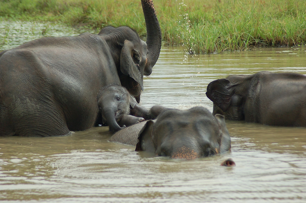 Elephants Safari at Udawalawe National Park: A Must Visit in Sri Lanka