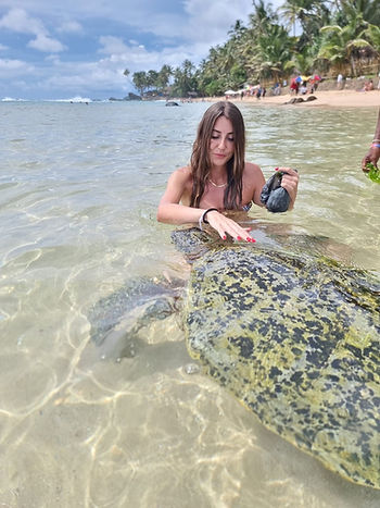 Ahangama Beach offer the possibility to meet the gigant turtles of the Indian Ocean