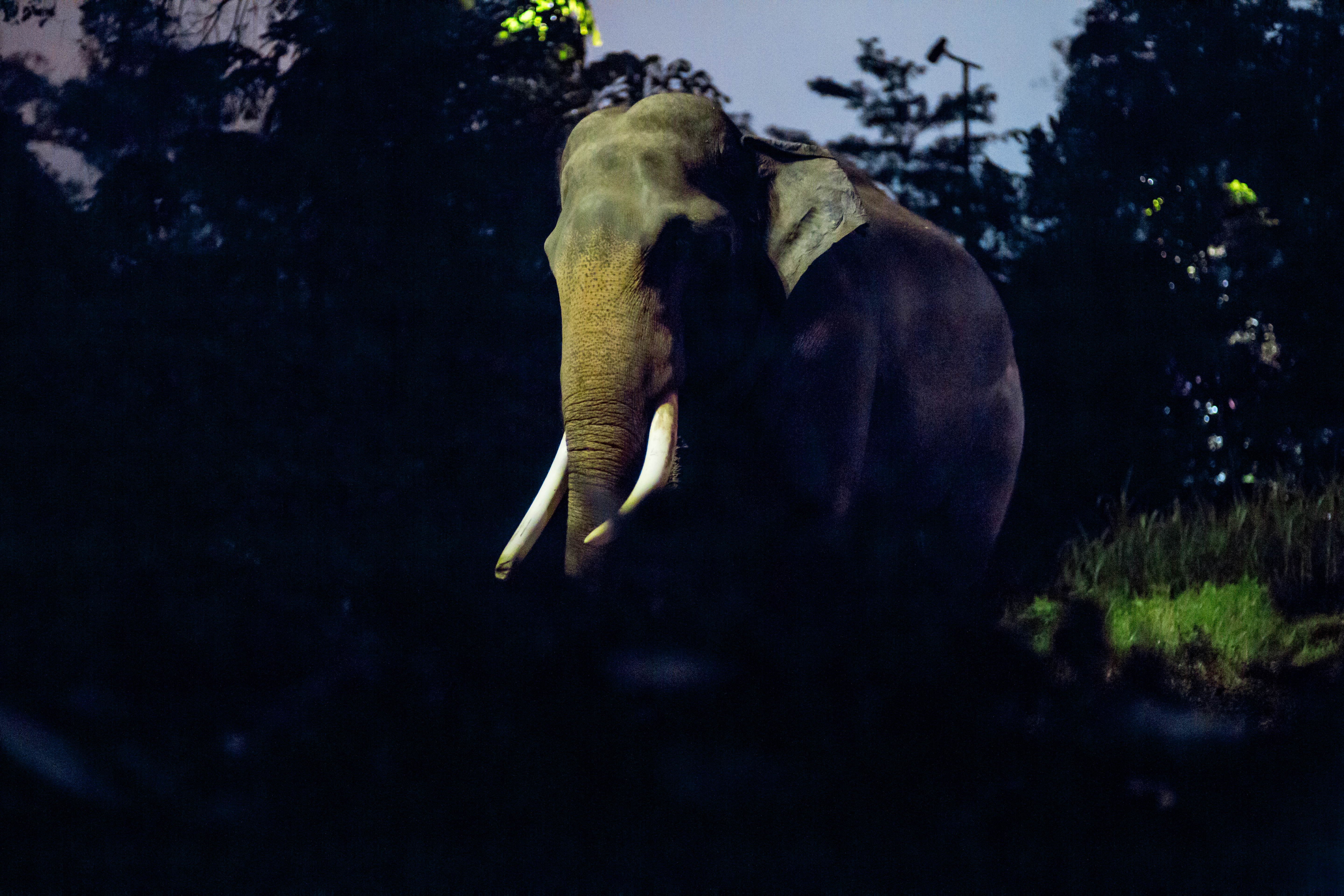 Uk zoos threatened by covid-19