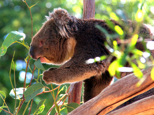 HOPE ESTATE WINERY LAUNCHES 'HOPE FOR THE KOALAS' CAMPAIGN TO HELP AUSTRALIAN KOALA FOUNDATION