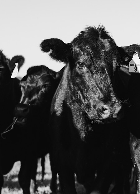 Nioka Angus Cows