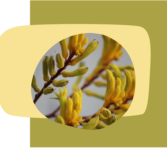Web 1 Green yellow kangaroo paw Image_ed