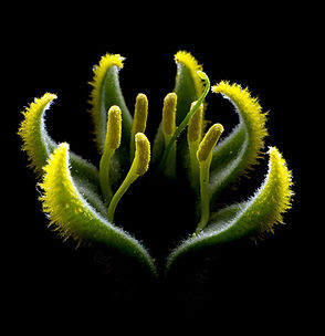 C-20181013 AUSTRALIA NATIVE KANGAROO PAW.jpg