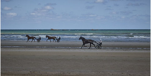 chevaux à l'entrainement