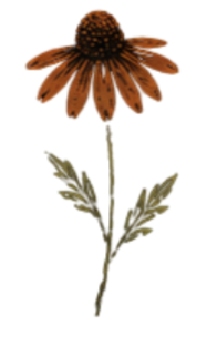 CONE FLOWER_edited.png
