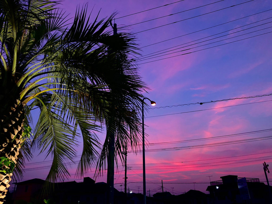 palm-sunset.jpeg