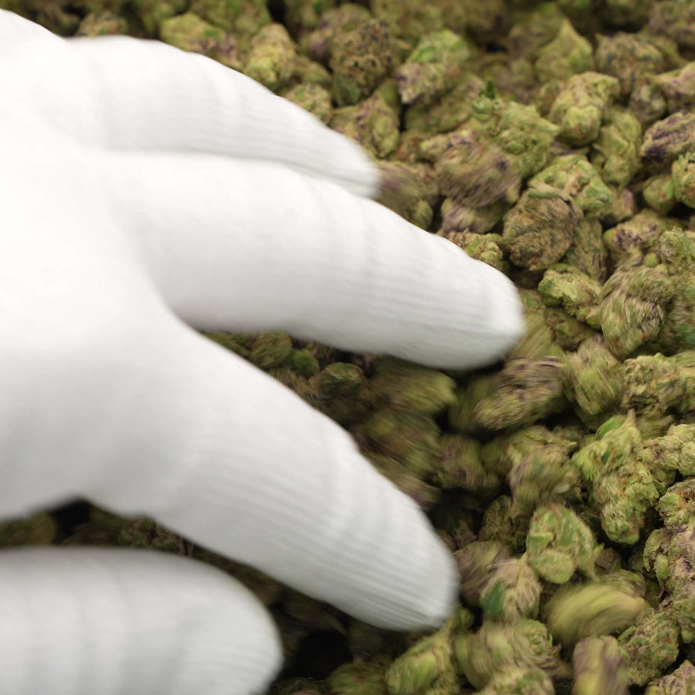 Thumbnail: Lemon Cherry Zingers (smalls) @ 775