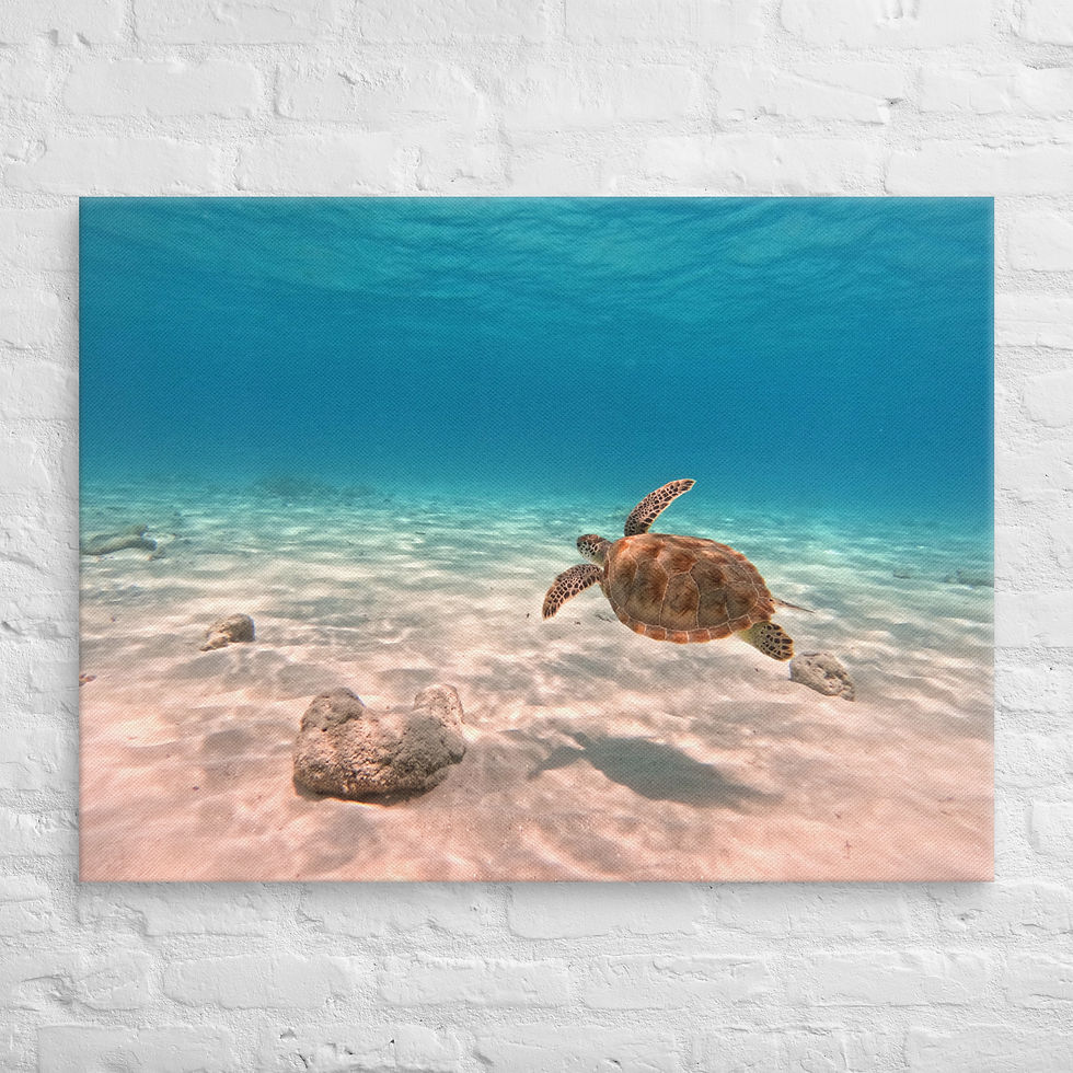 Thumbnail: Green Sea Turtle, White Bay, BVI