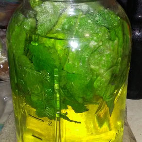 Stinging Nettle Infusion