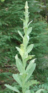 Mullein