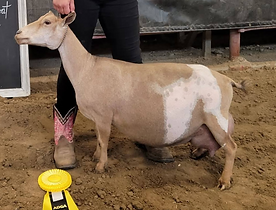 GCH Whispering Tales Meadow VEEE92_edite