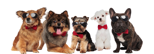 fórmula-adestramento-canino-inteligente