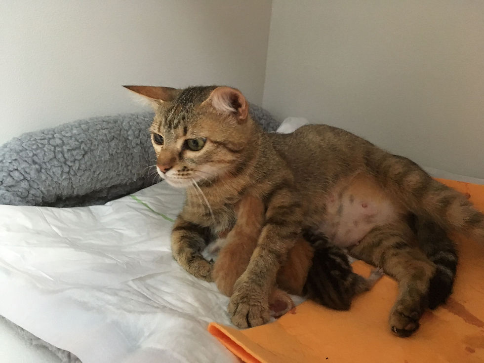 Vet In Care