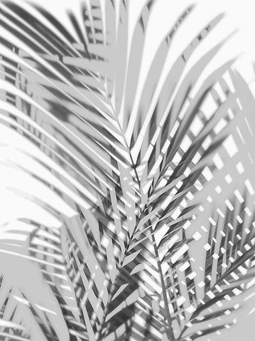0294755_palm-shadows-iii.jpeg