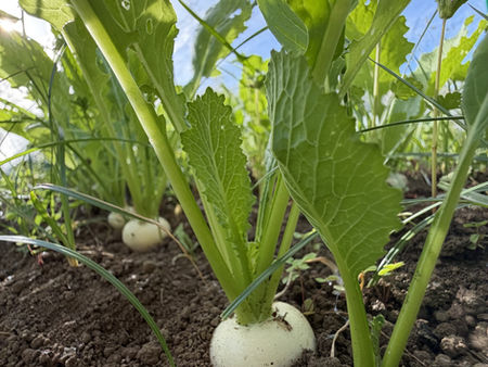 【ときには考える】伊豆の一次産業。