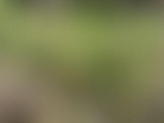 毎日続けてさえくれれば。