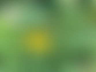 リスニングやスピーキングや単語がどうでもいいとは言いませんが、