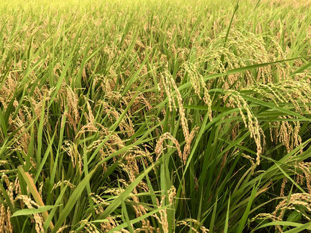 本質をつかめ。じゃなきゃ勝てん!!